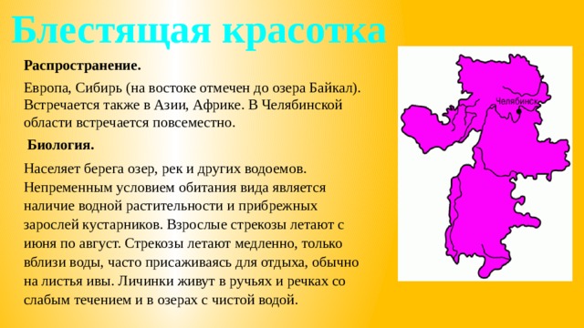 Блестящая красотка Распространение. Европа, Сибирь (на востоке отмечен до озера Байкал). Встречается также в Азии, Африке. В Челябинской области встречается повсеместно.  Биология. Населяет берега озер, рек и других водоемов. Непременным условием обитания вида является наличие водной растительности и прибрежных зарослей кустарников. Взрослые стрекозы летают с июня по август. Стрекозы летают медленно, только вблизи воды, часто присаживаясь для отдыха, обычно на листья ивы. Личинки живут в ручьях и речках со слабым течением и в озерах с чистой водой. 
