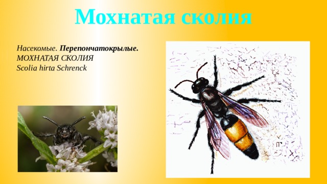 Мохнатая сколия Насекомые. Перепончатокрылые. МОХНАТАЯ СКОЛИЯ Scolia hirta Schrenck 