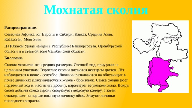 Мохнатая сколия Распространение. Северная Африка, юг Европы и Сибири, Кавказ, Средняя Азия, Казахстан, Монголия. На Южном Урале найден в Республике Башкортостан, Оренбургской области и в степной зоне Челябинской области. Биология. Сколия мохнатая-оса средних размеров. Степной вид, приурочен к целинным участкам. Взрослые сколии питаются нектаром цветов. Лёт наблюдается в июне - сентябре. Личинки развиваются на обитающих в почве личинках пластинчатоусых жуков - бронзовок. Самка сколии роет подземный ход и, настигнув добычу, парализует ее уколами жала. Вокруг своей добычи самка строит сводчатую гнездовую камеру, а затем откладывает на парализованную личинку яйцо. Зимуют личинки последнего возраста. 