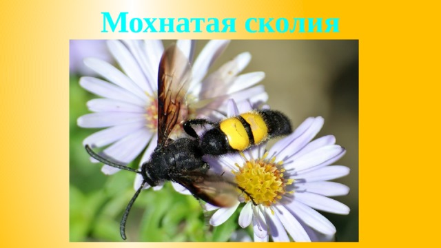 Мохнатая сколия 