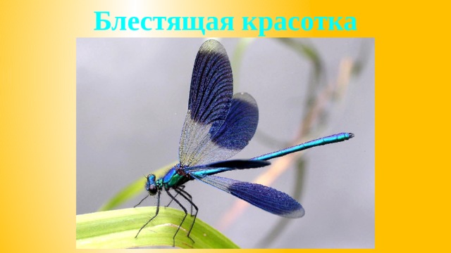 Блестящая красотка 