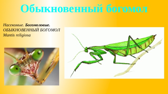 Обыкновенный богомол Насекомые. Богомоловые. ОБЫКНОВЕННЫЙ БОГОМОЛ Mantis religiosa 