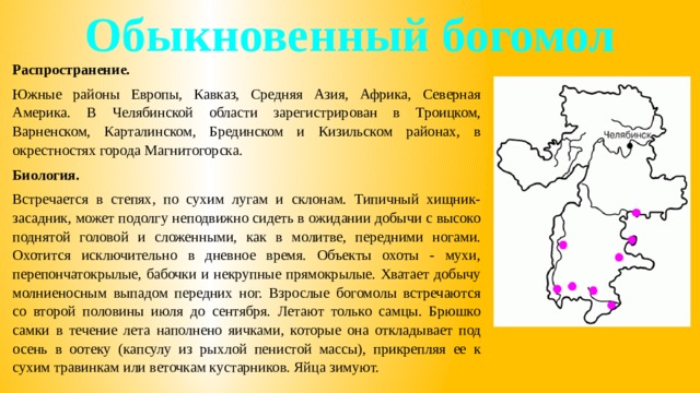 Обыкновенный богомол Распространение. Южные районы Европы, Кавказ, Средняя Азия, Африка, Северная Америка. В Челябинской области зарегистрирован в Троицком, Варненском, Карталинском, Брединском и Кизильском районах, в окрестностях города Магнитогорска. Биология. Встречается в степях, по сухим лугам и склонам. Типичный хищник-засадник, может подолгу неподвижно сидеть в ожидании добычи с высоко поднятой головой и сложенными, как в молитве, передними ногами. Охотится исключительно в дневное время. Объекты охоты - мухи, перепончатокрылые, бабочки и некрупные прямокрылые. Хватает добычу молниеносным выпадом передних ног. Взрослые богомолы встречаются со второй половины июля до сентября. Летают только самцы. Брюшко самки в течение лета наполнено яичками, которые она откладывает под осень в оотеку (капсулу из рыхлой пенистой массы), прикрепляя ее к сухим травинкам или веточкам кустарников. Яйца зимуют. 