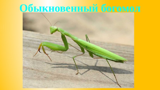 Обыкновенный богомол 