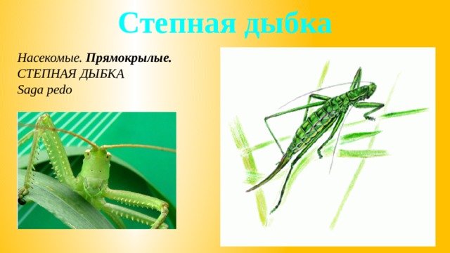 Степная дыбка Насекомые. Прямокрылые. СТЕПНАЯ ДЫБКА Saga pedo 