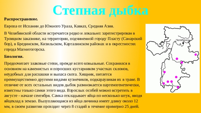 Степная дыбка Распространение. Европа от Испании до Южного Урала, Кавказ, Средняя Азия. В Челябинской области встречается редко и локально: зарегистрирован в Троицком заказнике, на территории, подчиненной городу Пласту (Санарский бор), в Брединском, Кизильском, Карталинском районах и в окрестностях города Магнитогорска. Биология. Предпочитает злаковые степи, прежде всего ковыльные. Cохранился в основном на каменистых и поросших кустарником участках склонов, неудобных для распашки и выпаса скота. Хищник, питается преимущественно другими видами кузнечиков, подкарауливая их в траве. В отличие от всех остальных видов дыбок размножается партеногенетически, известны только самки этого вида. Взрослых особей можно встретить в августе - начале сентября. Самка откладывает яйца по несколько штук, вводя яйцеклад в землю. Вылупляющаяся из яйца личинка имеет длину около 12 мм, в своем развитии проходит через 8 стадий в течение примерно 25 дней. 