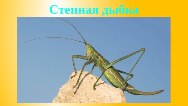 Степная дыбка 