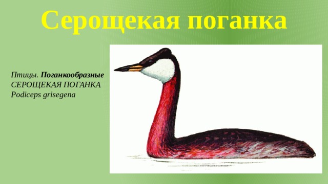 Серощекая поганка Птицы. Поганкообразные СЕРОЩЕКАЯ ПОГАНКА Podiceps grisegena 