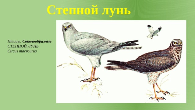 Степной лунь Птицы. Соколообразные СТЕПНОЙ ЛУНЬ Circus macrourus 