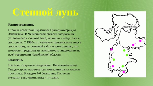 Степной лунь Распространение. Степи и лесостепи Евразии от Причерноморья до Забайкалья. В Челябинской области гнездование установлено в степной зоне, вероятно, гнездится и в лесостепи. С 1980-х гг. отмечено продвижение вида в лесную зону, до северной тайги и даже тундры, что позволяет предполагать возможность гнездования на всей территории Челябинской области. Биология. Населяет открытые ландшафты. Перелетная птица. Гнездо строит на земле или кочке, иногда на заломах тростника. В кладке 4-6 белых яиц. Питается мелкими грызунами, реже - птицами. 