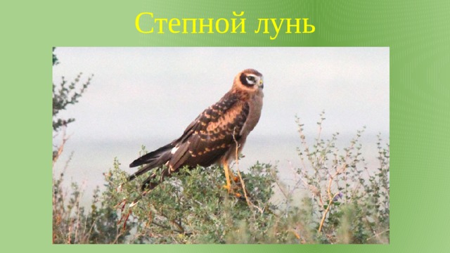 Степной лунь 