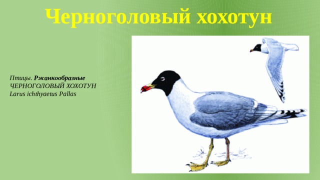 Черноголовый хохотун Птицы. Ржанкообразные ЧЕРНОГОЛОВЫЙ ХОХОТУН Larus ichthyaetus Pallas 