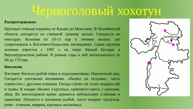 Черноголовый хохотун Распространение. Крупные степные водоемы от Крыма до Монголии. В Челябинской области находится на северной границе ареала. Гнездится не ежегодно. Колония из 10-15 пар в течение многих лет существовала в Восточно-Уральском заповеднике. Самая крупная колония известна с 1997 г. на озере Малый Бугодак в Верхнеуральском районе. В разные годы в ней насчитывалось от 60 до 170 пар. Биология. Населяет богатые рыбой озера и водохранилища. Перелетный вид. Гнездится плотными колониями, обычно на островах, часто совместно с другими птицами. Гнезда строит из сухих водорослей и травы. В кладке обычно 3 крупных, кремового цвета, с пятнами, яйца. Во внегнездовое время держится небольшими стайками и одиночно. Питается в основном рыбой, часто поедает грызунов, реже - птенцов, ящериц, крупных насекомых. 