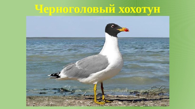 Черноголовый хохотун 
