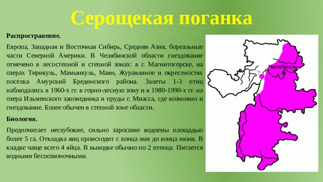 Серощекая поганка Распространение. Европа, Западная и Восточная Сибирь, Средняя Азия, бореальные части Северной Америки. В Челябинской области гнездование отмечено в лесостепной и степной зонах: в г. Магнитогорске, на озерах Тирикуль, Мамынкуль, Маян, Журавлиное и окрестностях поселка Амурский Брединского района. Залеты 1-3 птиц наблюдались в 1960-х гг. в горно-лесную зону и в 1980-1990-х гг. на озера Ильменского заповедника и пруды г. Миасса, где возможно и гнездование. Более обычен в степной зоне области. Биология. Предпочитает неглубокие, сильно заросшие водоемы площадью более 5 га. Откладка яиц происходит с конца мая до конца июня. В кладке чаще всего 4 яйца. В выводке обычно по 2 птенца. Питается водными беспозвоночными. 