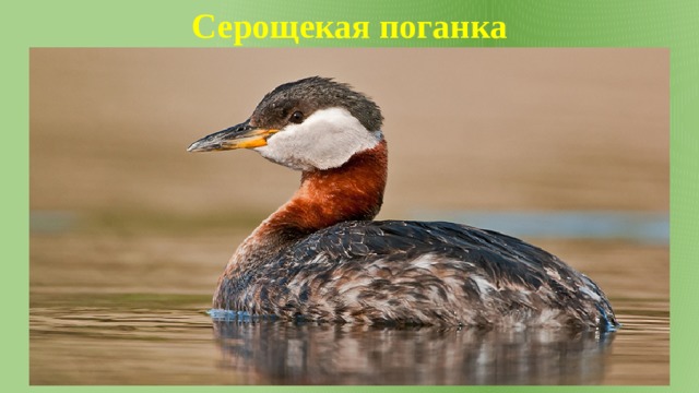 Серощекая поганка 