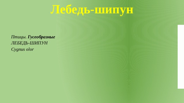 Лебедь-шипун Птицы. Гусеобразные ЛЕБЕДЬ-ШИПУН Cygnus olor 
