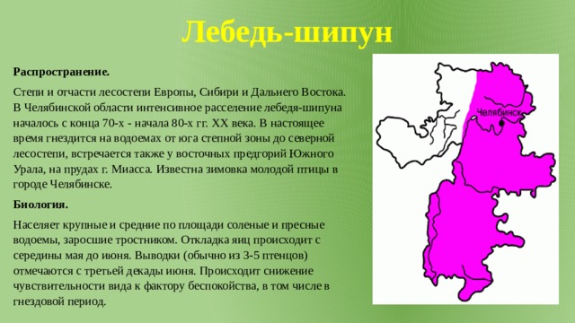 Лебедь-шипун Распространение. Степи и отчасти лесостепи Европы, Сибири и Дальнего Востока. В Челябинской области интенсивное расселение лебедя-шипуна началось с конца 70-х - начала 80-х гг. XX века. В настоящее время гнездится на водоемах от юга степной зоны до северной лесостепи, встречается также у восточных предгорий Южного Урала, на прудах г. Миасса. Известна зимовка молодой птицы в городе Челябинске. Биология. Населяет крупные и средние по площади соленые и пресные водоемы, заросшие тростником. Откладка яиц происходит с середины мая до июня. Выводки (обычно из 3-5 птенцов) отмечаются с третьей декады июня. Происходит снижение чувствительности вида к фактору беспокойства, в том числе в гнездовой период. 