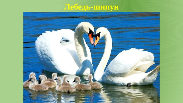 Лебедь-шипун 