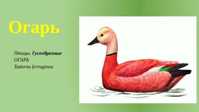 Огарь Птицы. Гусеобразные ОГАРЬ Tadorna ferruginea 