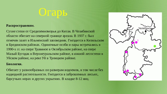 Огарь Распространение. Сухие степи от Средиземноморья до Китая. В Челябинской области обитает на северной границе ареала. В 1937 г. был отмечен залет в Ильменский заповедник. Гнездится в Кизильском и Брединском районах. Одиночные особи и пары встречались в 1990-х гг. на озере Травяное в Октябрьском районе, на озере Малый Бугодак в Верхнеуральском районе, в южной лесостепи в Уйском районе, на реке Уй в Троицком районе. Биология. Обитает у разнообразных по размерам водоемов, в том числе без надводной растительности. Гнездится в заброшенных лисьих, барсучьих норах и других укрытиях. В кладке 8-12 яиц. 
