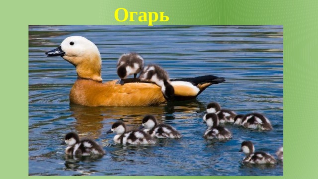 Огарь 