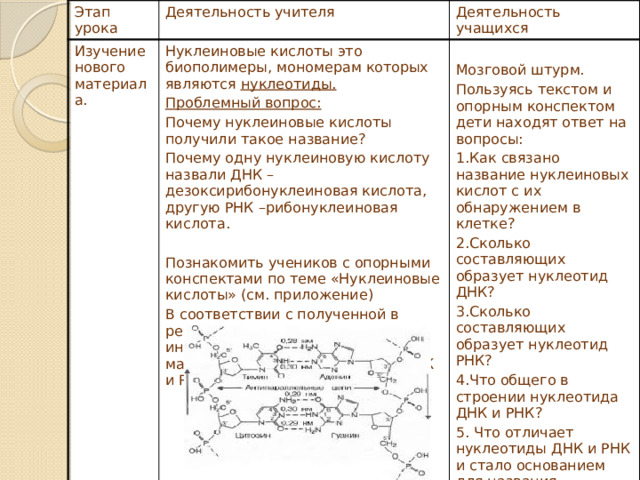 Этап урока Деятельность учителя Изучение нового материала. Деятельность учащихся Нуклеиновые кислоты это биополимеры, мономерам которых являются нуклеотиды. Проблемный вопрос: Почему нуклеиновые кислоты получили такое название? Мозговой штурм. Почему одну нуклеиновую кислоту назвали ДНК – дезоксирибонуклеиновая кислота, другую РНК –рибонуклеиновая кислота. Пользуясь текстом и опорным конспектом дети находят ответ на вопросы: 1.Как связано название нуклеиновых кислот с их обнаружением в клетке? Познакомить учеников с опорными конспектами по теме «Нуклеиновые кислоты» (см. приложение) 2.Сколько составляющих образует нуклеотид ДНК? В соответствии с полученной в результате мозгового штурма информацией собирается магнитная модель нуклеотида ДНК и РНК на доске. 3.Сколько составляющих образует нуклеотид РНК? 4.Что общего в строении нуклеотида ДНК и РНК? 5. Что отличает нуклеотиды ДНК и РНК и стало основанием для названия рибонуклеиновая кислота, дезоксирибонуклеиновая кислота? 6Записывают в тетрадь формулы пиридина,пиримидина,пури-на 