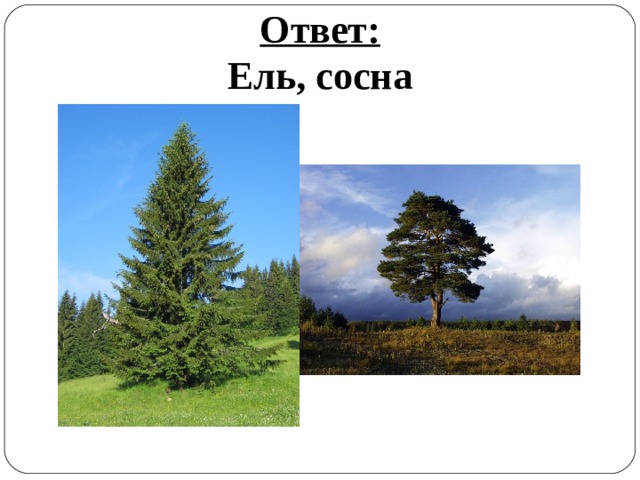 Ответ: Ель, сосна 