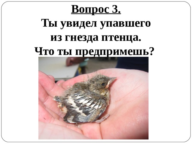 Вопрос 3. Ты увидел упавшего из гнезда птенца. Что ты предпримешь?  