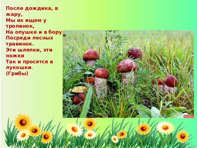 После дождика, в жару, Мы их ищем у тропинок, На опушке и в бору, Посреди лесных травинок. Эти шляпки, эти ножки Так и просятся в лукошки . (Грибы) 