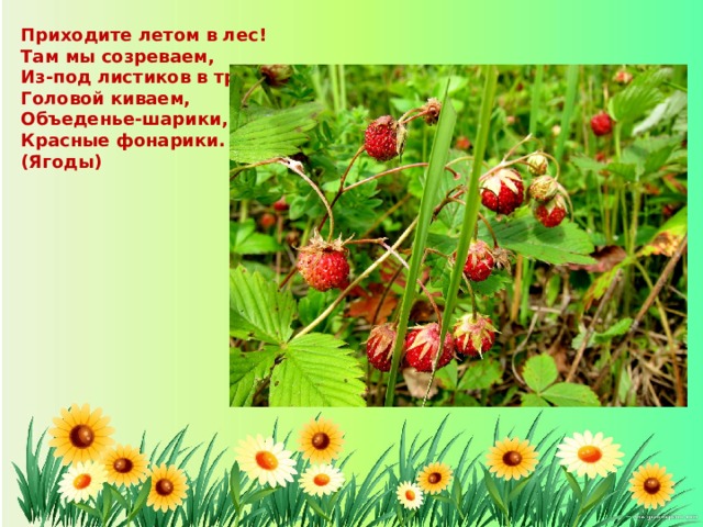 Приходите летом в лес! Там мы созреваем, Из-под листиков в траве Головой киваем, Объеденье-шарики, Красные фонарики. (Ягоды)  