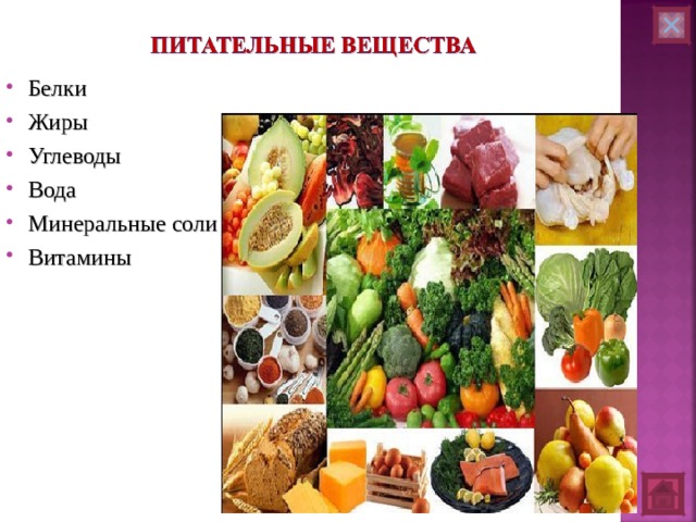 Белки Жиры Углеводы Вода Минеральные соли Витамины 