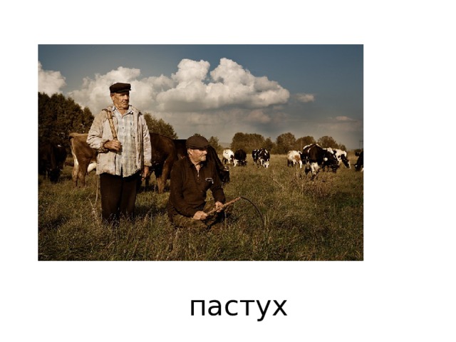 пастух 