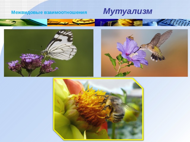 Межвидовые взаимоотношения Мутуализм  