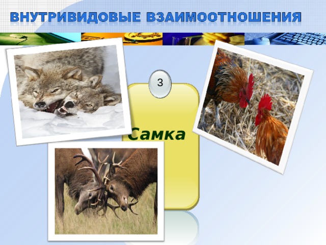 3 Самка  