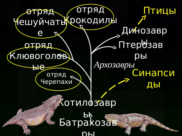 Птицы отряд Крокодилы отряд Чешуйчатые Динозавры Птерозавры отряд Клювоголовые Архозавры отряд Черепахи Синапсиды Котилозавры Батрахозавры  