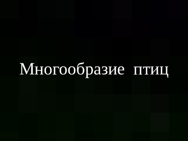 Многообразие птиц 