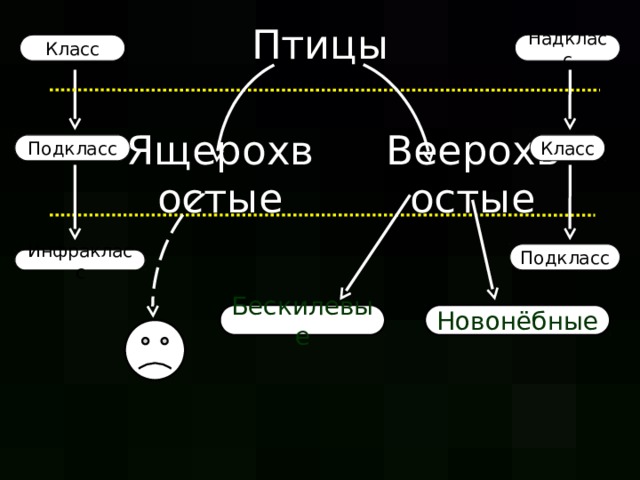 Птицы Класс Надкласс Подкласс Класс Ящерохвостые Веерохвостые Подкласс Инфракласс Новонёбные Бескилевые  