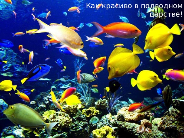 Как красиво в подводном царстве! 