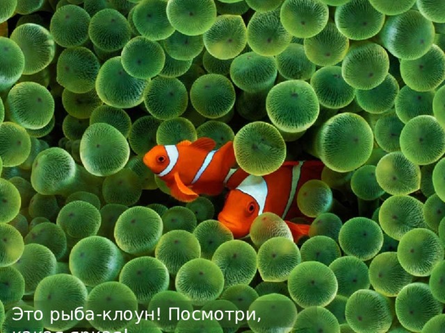 Это рыба-клоун! Посмотри, какая яркая! 