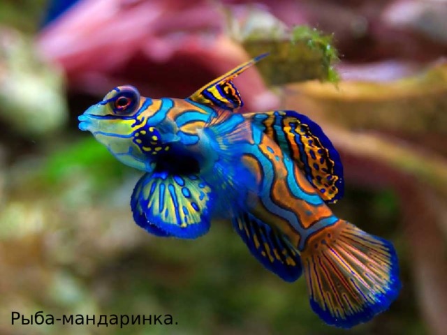 Рыба-мандаринка. 