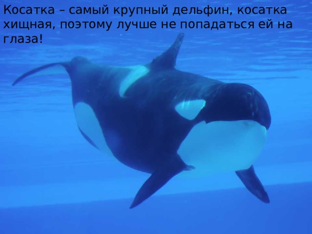 Косатка – самый крупный дельфин, косатка хищная, поэтому лучше не попадаться ей на глаза! 