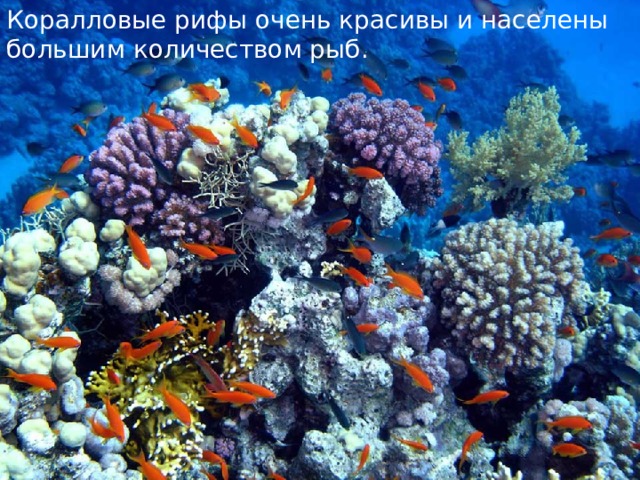 Коралловые рифы очень красивы и населены большим количеством рыб. 