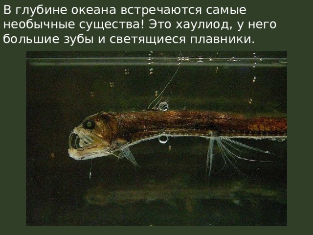 В глубине океана встречаются самые необычные существа! Это хаулиод, у него большие зубы и светящиеся плавники. 