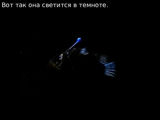 Вот так она светится в темноте. 