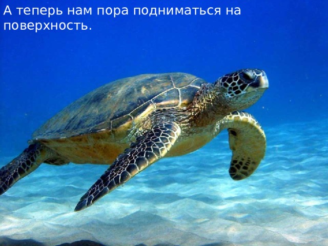 А теперь нам пора подниматься на поверхность. 