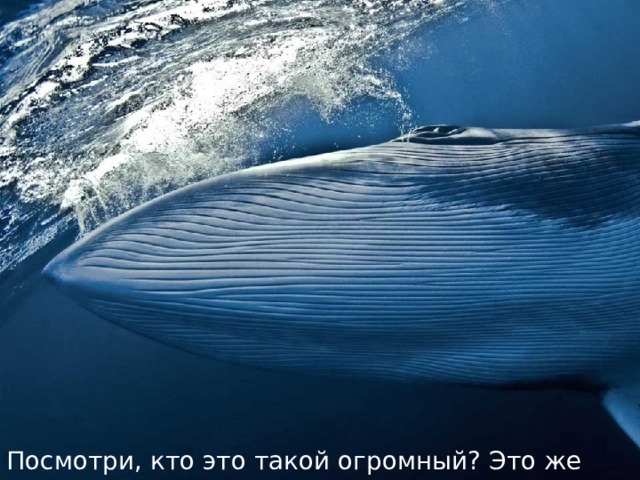 Посмотри, кто это такой огромный? Это же кит! 