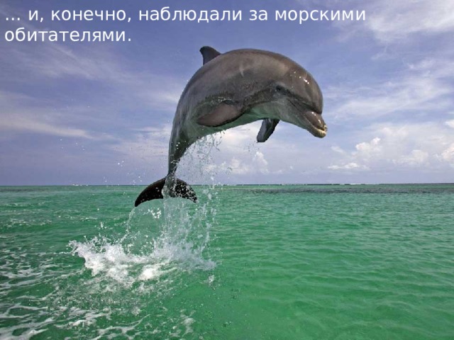… и, конечно, наблюдали за морскими обитателями. 