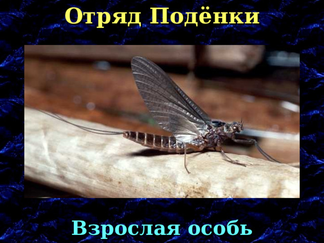 Отряд Подёнки Взрослая особь  