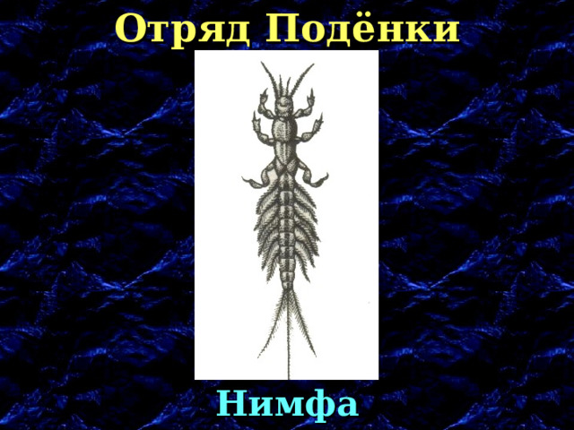 Отряд Подёнки Нимфа 